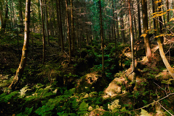 Fototapete bei efototapeten.de bestellen   