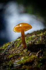 mushroom in the forest