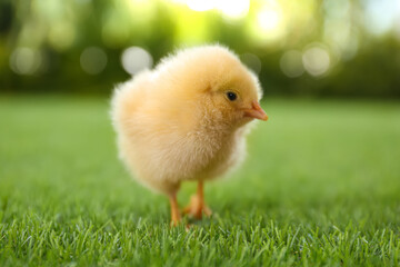 Cute fluffy baby chicken on green grass outdoors, closeup