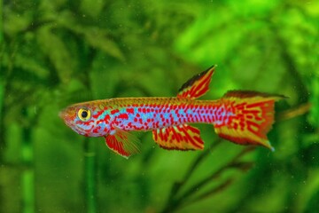 African killifish Aphyosemion rectogoense 95-16 Gabon