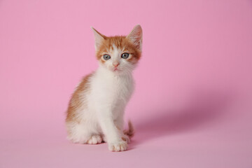 Fototapeta na wymiar Cute little kitten on pink background, space for text. Baby animal