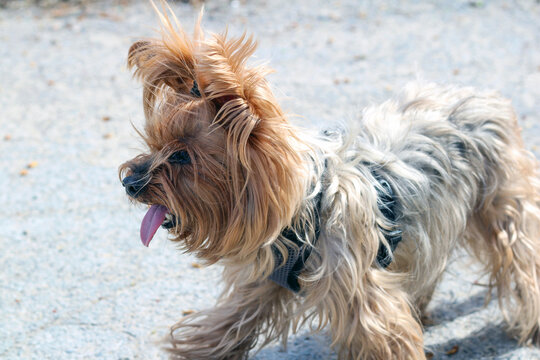 Grey Yorkshire Terrier with its tongue hanging out is walking on a concrete sidewalk in a collar.