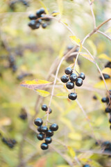 Black berries on yellow and green leaves background. Season change concept. Autumn mood.