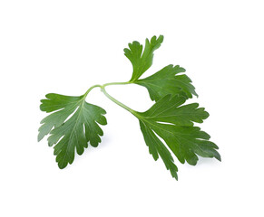 Aromatic fresh green parsley isolated on white