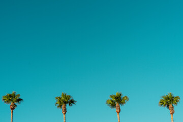 Palm trees on a blue sky background