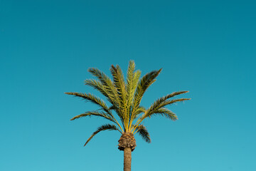 Palm trees on a blue sky background