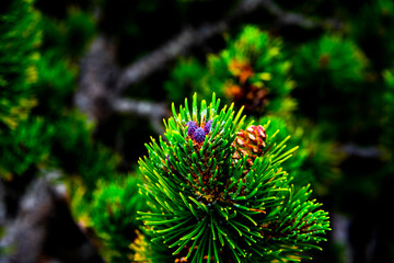 mountain pine closeup