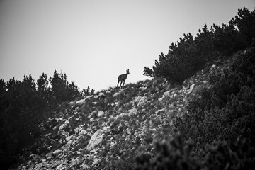 ibex silhouette