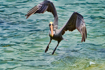 Pelican of san cristobal Galapagos islands of Ecuador in south america