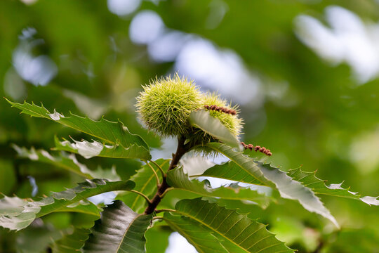 Young castanas on a tree branch, closeup view