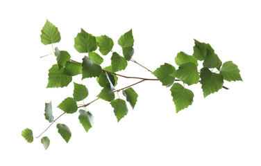 Branch of birch tree with young fresh green leaves isolated on white. Spring season