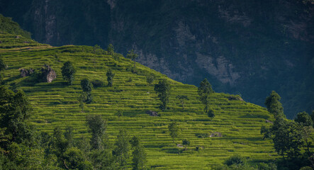 Rice fields along Manaslu Circuit trail from Arughat village to Machhakhola village on both banks of Budhi Gandaki river, Manaslu Himal, Ghorka district, Nepal Himalayas, Nepal.