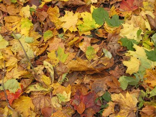Carpet of colorful autumn leaves, mostly from Norway maple tree (Acer platanoides), Gdansk, Poland