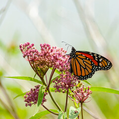 A monarch butterfly feeding on swamp red milkweed in a square format.