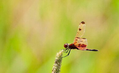 A female calico penant dragonfly resting on the seed head of reed canarygrass with an out of focus green and pink background.