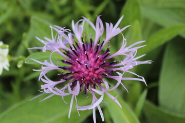 Blume