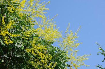 Close-up of australian acacia howittii yellow flowers