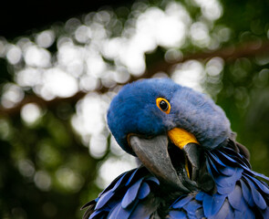 blue and yellow macaw
