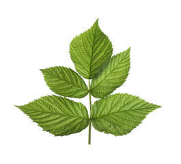 Fototapeta na wymiar Fresh green raspberry leaves isolated on white