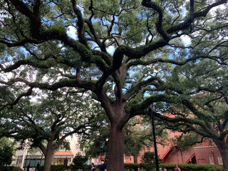cherry blossom trees