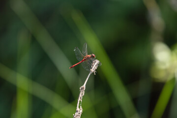 dragonfly_043
