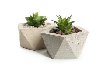 Succulent plants in concrete pots isolated on white