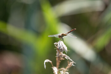 dragonfly_040