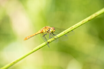 dragonfly_030