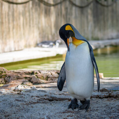 Fototapeta premium Humboldt Penguins 
