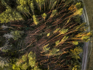 forest after a storm from a height
