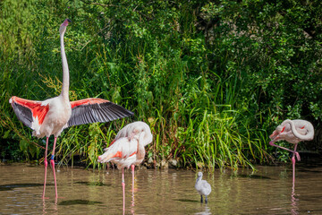 pink feather flamingo in the park