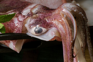 squid close up dangling tentacles and head