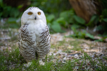 snowy owl big eyes