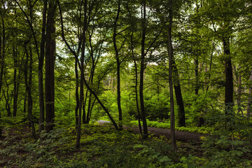 Fototapeta na wymiar Green trees in the forest