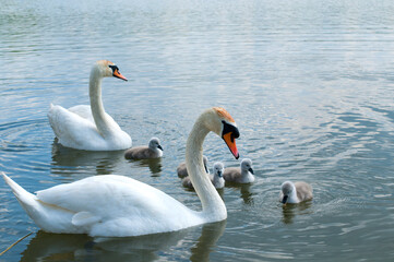 Fototapeta premium a white swan female with small swans swims in a pond