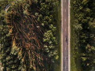 forest after a storm from a height