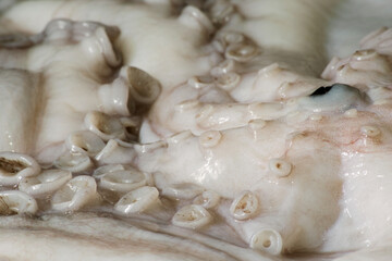 large fresh octopus close-up of tentacles and suction cups