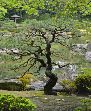 Pine tree at Ohori Park Japanese Garden in Fukuoka city, Japan