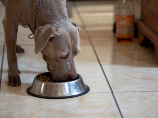 Perro Pitbull, cafe chocolate, guardian del hogar, comiendo.