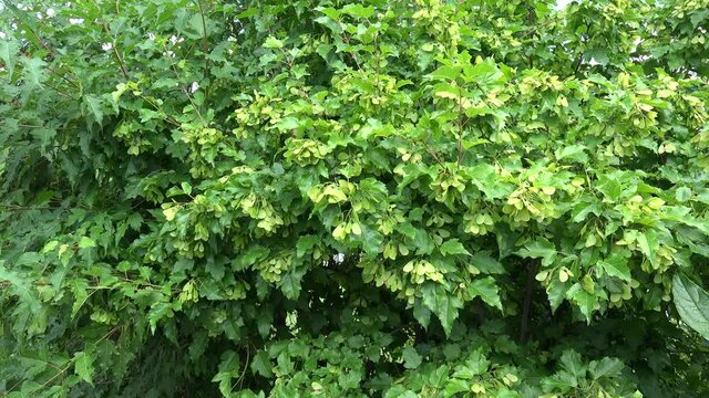 Winged samaras with foliage of the Tatar maple (Acer tataricum).