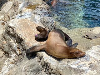 A mother and pup sea lion resting on a rock  at the Pacific Point Preserve area at Seaworld in...