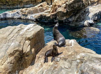 A mother and pup sea lion resting on a rock  at the Pacific Point Preserve area at Seaworld in Orlando, Florida.