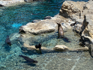 The Sea Lions and Harbor Seals at the Pacific Point Preserve area at Seaworld in Orlando, Florida.