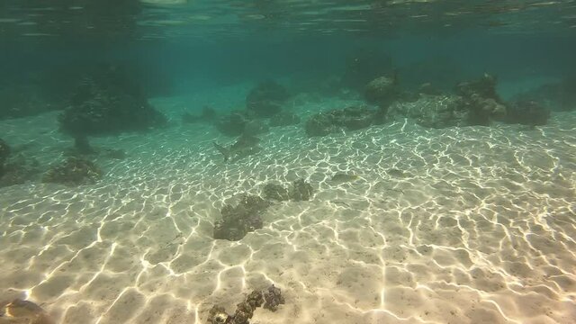 Requin, jardin de corail &agrave; Taha'a, Polyn&eacute;sie fran&ccedil;aise