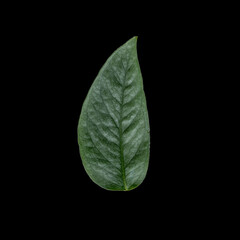 Fototapeta premium Cebu Blue Leaf on black