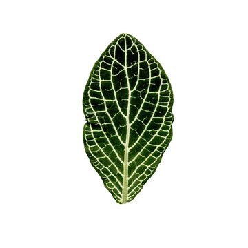 Fittonia Leaf