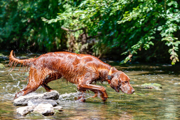 Beautiful Irish setter rummaging in the creek. A well-trained hunting dog searches the reeds,...