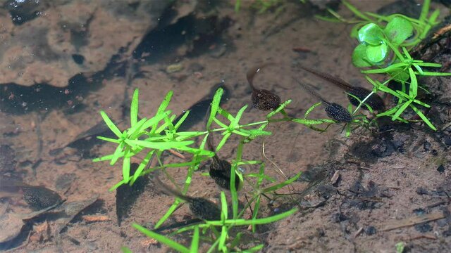 Tadpoles and small freshwater insects in a pond. 