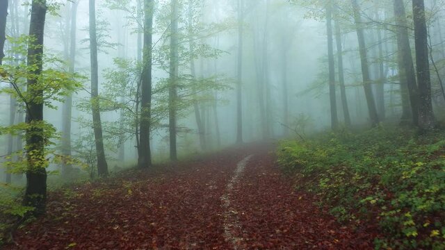 Magic foggy autumn forest path background. Slow camera movement inside beech woods.