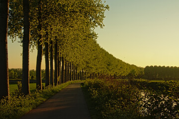 Naklejka premium Tree lined Meervaart canal with reflections in the water in the warm evening sun in het Flemish countryside